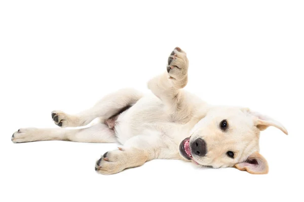 Engraçado Bonito Labrador Filhote Cachorro Deitado Isolado Fundo Branco — Fotografia de Stock