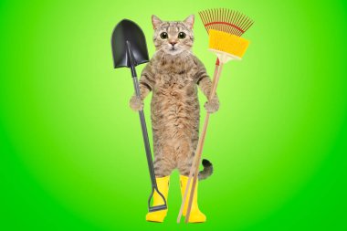 Yeşil arka planda bahçe aletleriyle lastik botların içinde duran kedi.