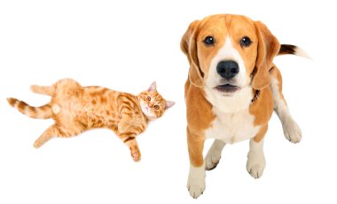Sevimli Beagle köpeği ve kırmızı kedi yavrusu İskoç birlikte, üst manzara, beyaz arka planda izole.