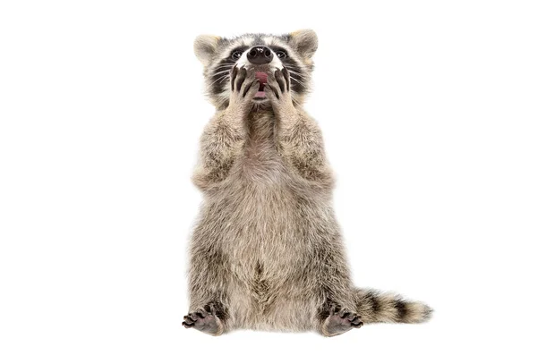 Funny Surprised Raccoon Covers Mouth Paws Isolated White Background — Stock Photo, Image