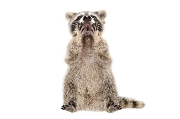 Gracioso Mapache Sorprendido Cubre Boca Con Patas Aisladas Sobre Fondo —  Fotos de Stock