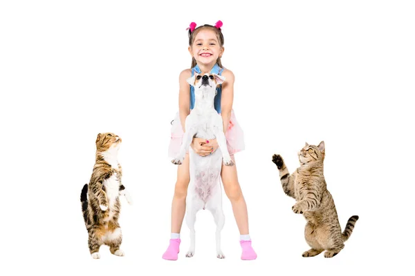 陽気かわいいです女の子立って犬と二匹の猫島の白い背景 — ストック写真