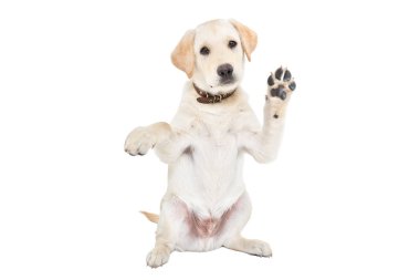 Funny labrador puppy waving his paw sitting isolated on white background