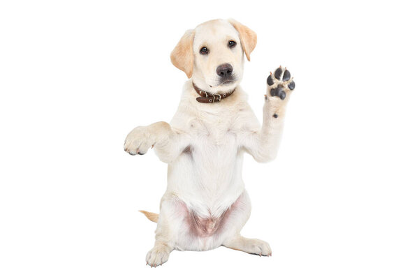 Смешной щенок лабрадор машет лапой сидя изолированно на белом фоне