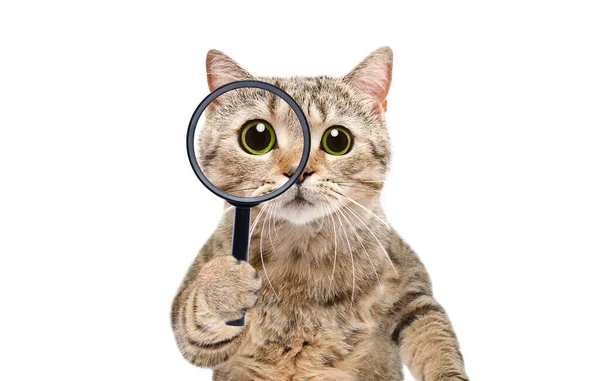 Portrait Funny Curious Cat Scottish Straight Looking Magnifying Glass Isolated — Stockfoto
