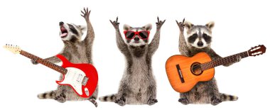 Three funny raccoons musicians standing with guitars isolated on white background