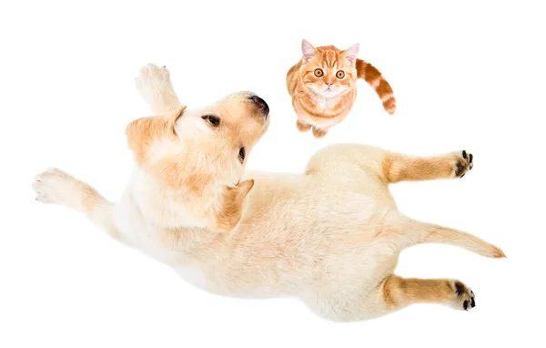 Bonito Filhote Cachorro Labrador Gatinho Escocês Linha Reta Isolado Fundo — Fotografia de Stock