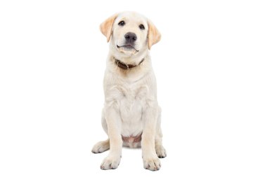 Beyaz arka planda yalnız oturan şirin labrador yavrusu.