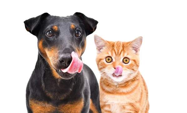 Retrato Engraçado Cão Raça Jagdterrier Vermelho Gatinho Escocês Linha Reta — Fotografia de Stock