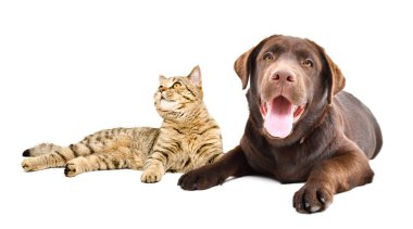 Sevimli kedi İskoç ve Düz Labrador köpeği beyaz arka planda tek başına yatıyor.