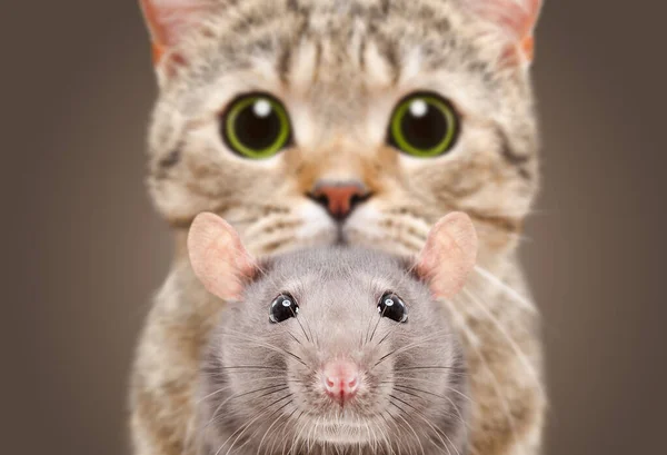 Cat Scottish Straight Hunts Rat Closeup Brown Background — Stock Photo, Image