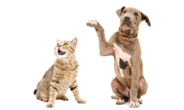 Playful Pitbull Puppy Funny Cat Scottish Straight Sitting Together Isolated — Fotografia de Stock