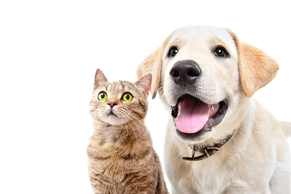 可愛いラブラドール子犬と猫のスコティッシュの肖像画をまっすぐ一緒に白い背景に孤立 — ストック写真
