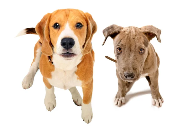 Beagle Hund Und Pitbull Welpe Sitzen Zusammen Draufsicht Isoliert Auf — Stockfoto