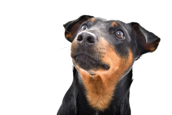Портрет Породы Собак Jagdterrier Глядя Вверх Крупным Планом Изолированные Белом — стоковое фото