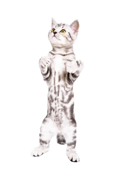 Little Playful Kitten Scottish Straight Standing Hind Legs Isolated White — Stockfoto