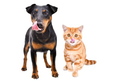 Funny dog breed Jagdterrier and red kitten Scottish Straight licks standing isolated on white background
