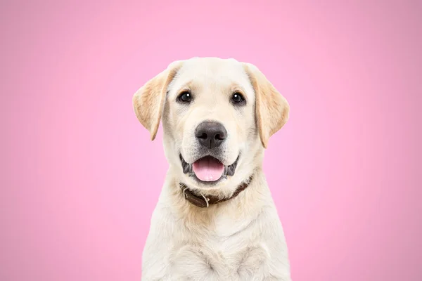 Portrait Cute Labrador Puppy Pink Background — Zdjęcie stockowe