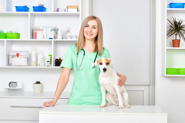 Smiling Veterinarian Jack Russell Terrier Dog — Stok fotoğraf