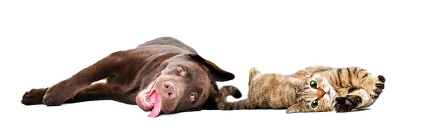 面白いラブラドール子犬と猫スコティッシュまっすぐ一緒に横になって隔離された白い背景 — ストック写真