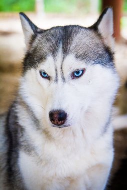 Siberian dış yapraklar açık hava kafes içinde