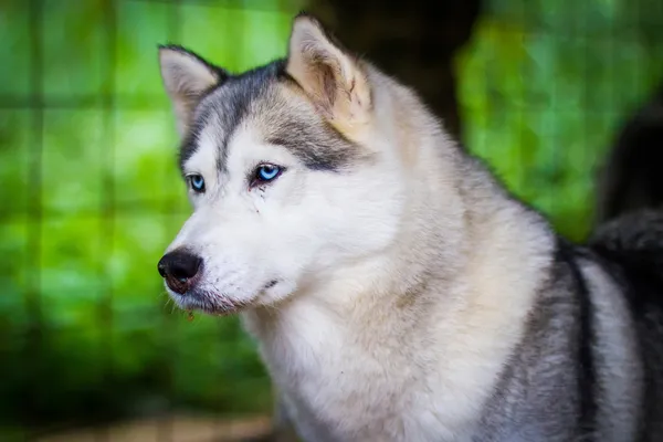 Szibériai huskies, a szabadtéri ketrecben — Stock Fotó