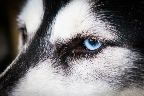 Husky siberiani nella gabbia all'aperto — Foto Stock