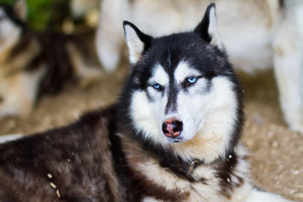 Huskies siberianos en la jaula al aire libre —  Fotos de Stock