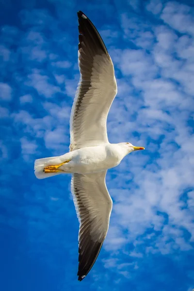 Gaviota —  Fotos de Stock