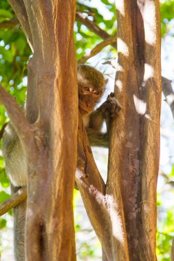 ağaç maymunu. ada ko lan, Tayland