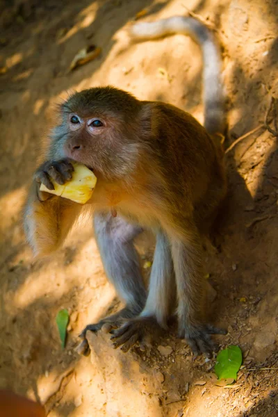 Le singe mange de l'ananas sur l'île de Ko Lan, Thaïlande — Photo