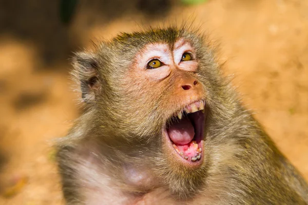 Mono enojado en la isla Ko Lan, Tailandia —  Fotos de Stock