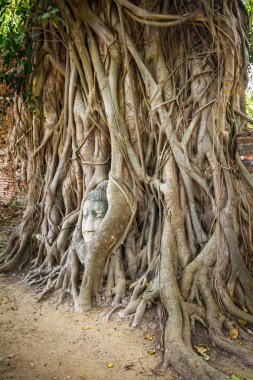 Buda'nın kafasından Ağaç kökleri, taylanad