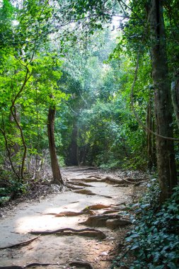 Yolun ormanda, Tayland