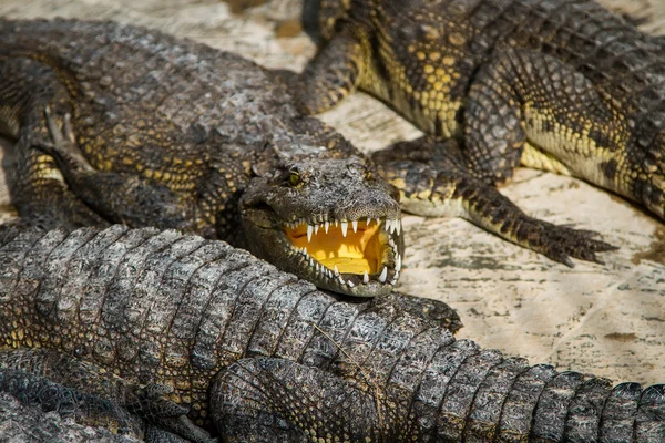 Crocodiles dans une ferme au Cambodge — Photo