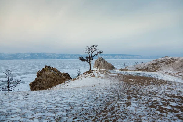 贝加尔湖结冰孤树 奥尔康岛 萨满岩 伯坎海角 冰天雪地在冬天旅行 — 图库照片