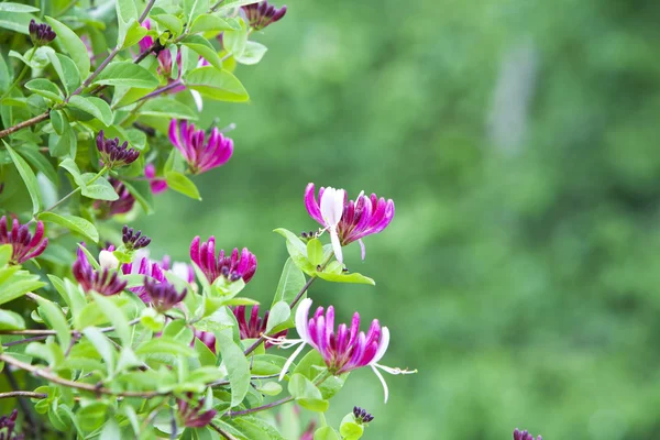 Honeysuckle bush with flowers. — Stock Photo, Image