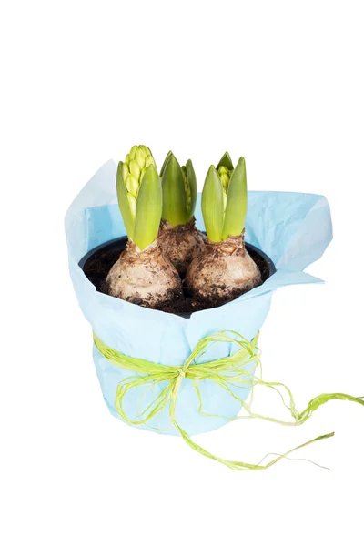 Crescer bulbo de flor de jacinto em vaso em papel de embalagem — Fotografia de Stock