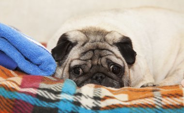 bir ekose yalan şirin pug köpek