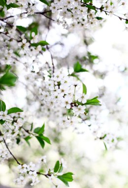 İlkbaharda kiraz ağacı çiçek açar