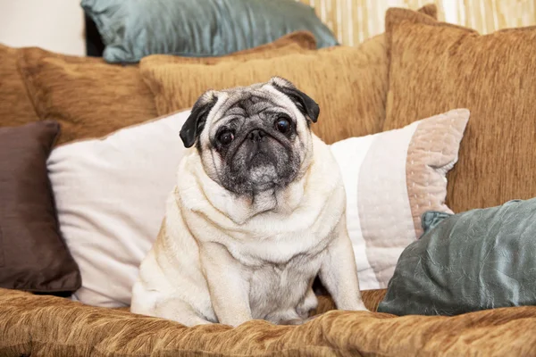 A cute Pug dog sitting on a sofa — Stock Photo, Image