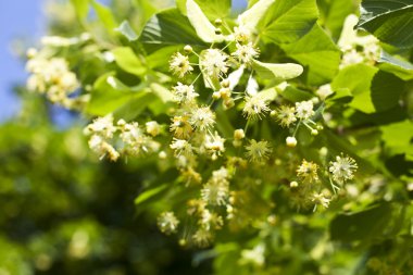 Haziran günü çiçek açması linden şube