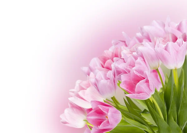 Pink tulips with bokeh — Stock Photo, Image