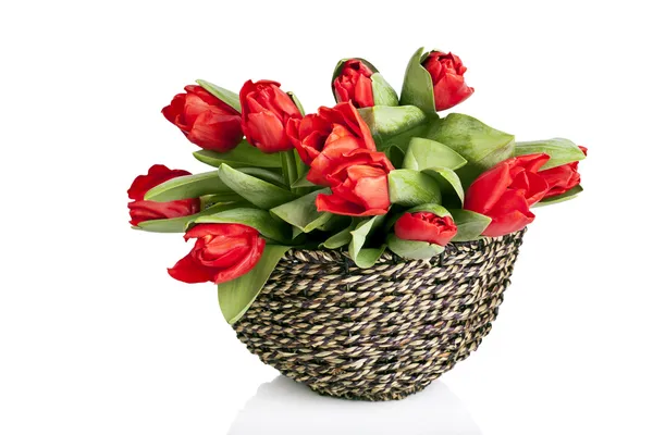 Beautiful red tulips in basket isolated on white — Stock Photo, Image