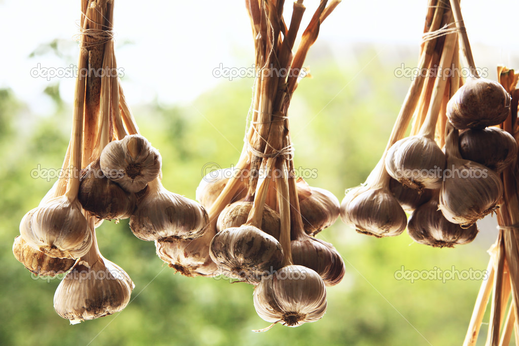 Garlic bulbs hanging and drying outdoor