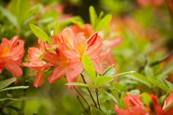 Rhododendron — Stock Photo, Image