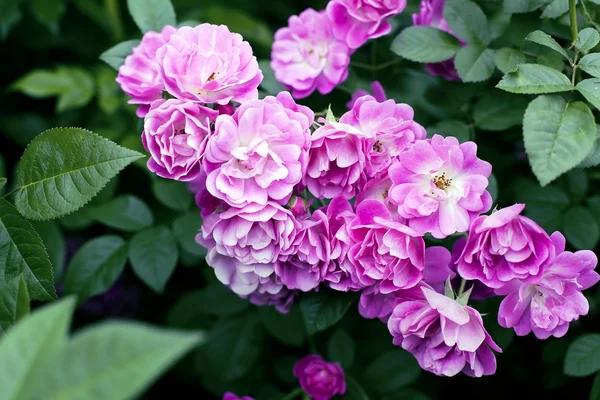 Bush of beautiful roses — Stock Photo, Image