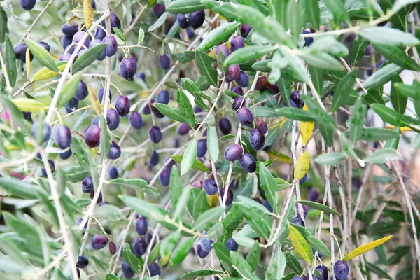 Olive tree with olives Royalty Free Stock Images