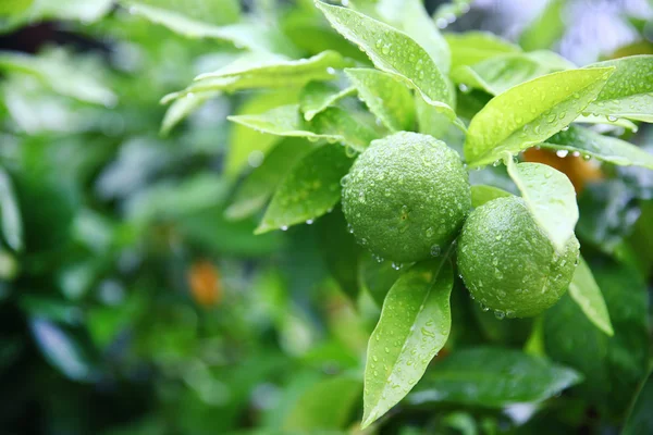 Citrus Fruit on the tree Stock Photo