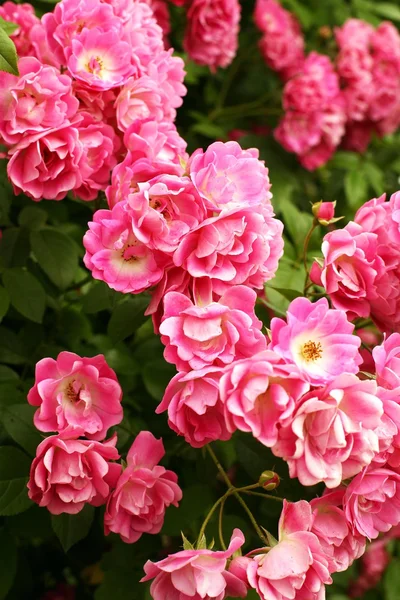 Keř z krásných růžových růží Stock Obrázky